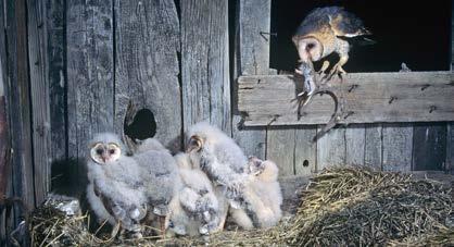 Where Owls Live A barn owl lives up to its name by raising its young in a barn. Great horned owls are great hunters.