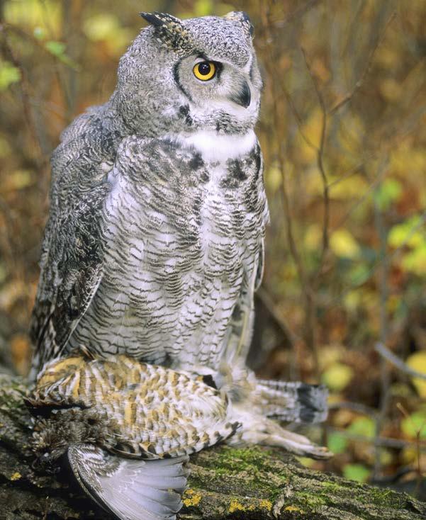A hungry great gray owl may eat 1,400 mice in a year. In its lifetime, a barn owl may eat 11,000 mice!