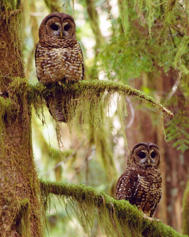 Owl Sounds Owls aren t always silent, and they don t all hoot. They all make different sounds. A great horned owl can bark like a dog and meow like a cat. Barn owls don t hoot they scream.