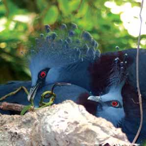 Peer into the trees to see a spectacularly colorful violaceous turaco and cross a stream to view a jambu fruit