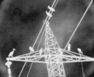 Fig. 4: A Black Stork perches for roost on the upper arm of a 161 KV pole, despite the