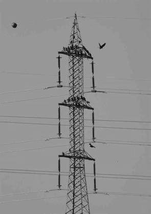 Introduction Since the mid 1990 s, systematic bird damage to transmission lines has been observed in certain areas of Israel.