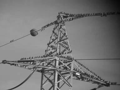 Small birds such as Turtle Doves (Streptopelia turtur) and also passerines such as European Starlings (Sturnus vulgaris) regularly use the transmission line poles and wires for perching during winter