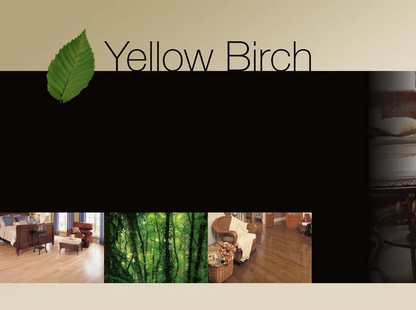 Brilliant reflections Also appropriate for contemporary interiors, Yellow Birch has a naturally