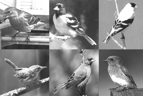 House finch Baltimore oriole American goldfinch House wren Indigo bunting Eastern bluebird Note: These are common and widely-distributed species.
