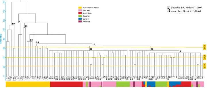 The Y chromosome A genealogical tree of Y chromosome types, recent version, growing downwards.