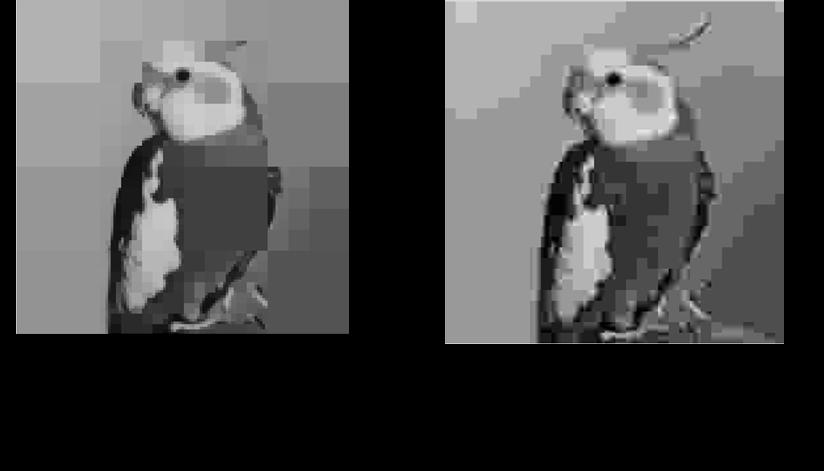 53 Figure 5.10: Comparisons between JPEG and approximation-based CMIX compression at the MS-SSIM value of 0.88, for bird.