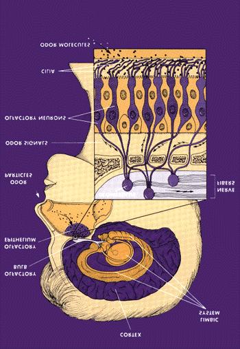 Pathways of sense of smell : The Olfactory Bulb The Olfactory Bulb specializes in processing the molecular signals that give rise to the sense of smell.