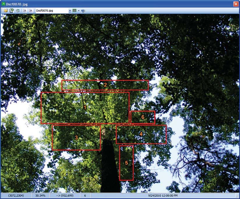 Figure 4. Example of using ForestCrowns to calculate transparency of an isolated tree crown using multiple selection regions.