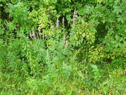 P a g e 6 Figure 9: Small clump of purple loosestrife found at HPA 2. Figure 10: Linear patch of purple loosestrife along south side of French Creek Road.