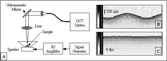 Fig. 10. A. Experimental setup for measurement of the AR performances; B. OCT image without AR; C. OCT image with the AR turned on. Gray scale bars in B and C represent OCT signal intensity.