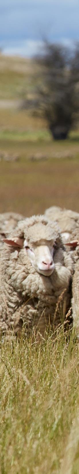 Merino wool compared to other fibers Fine wool, like