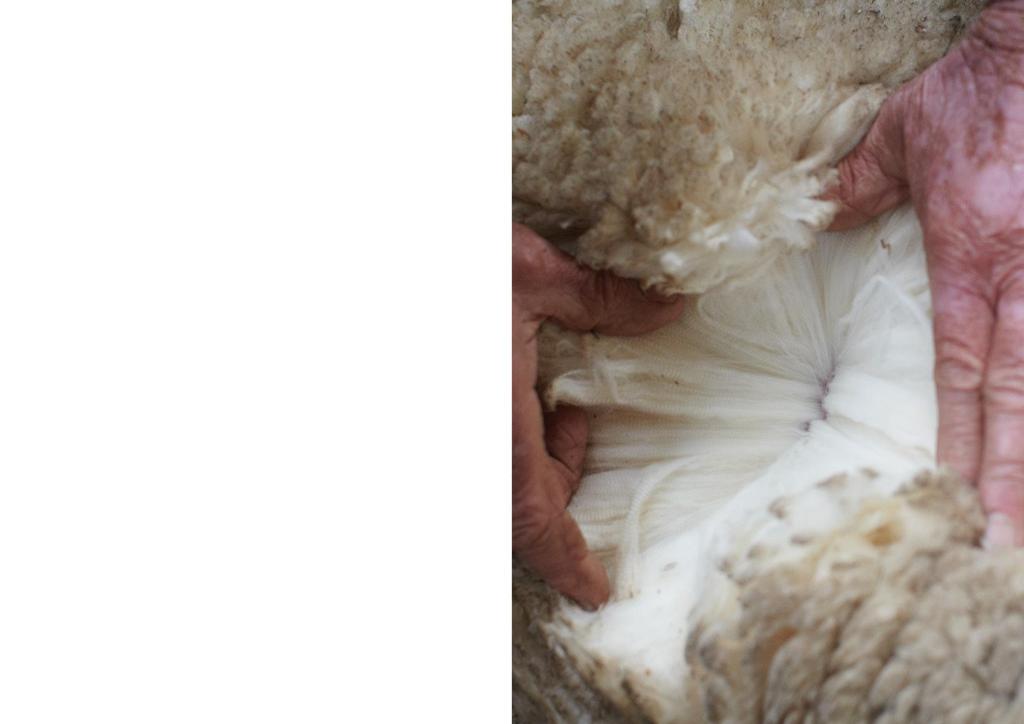 Eco-credentials of wool Natural Merino is an entirely natural fiber grown year-round by Australia s 71 million Merino sheep, consuming a simple blend of water, air, sunshine and grass.