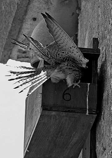 6 5 Figg. 5-6 Female Lesser Kestrel, Falco naumanni. Piana di Gela (5). Tawny Owl, Strix aluco. Santo Pietro, Caltagirone (6). Tab. 4 Number of nesting in different models.