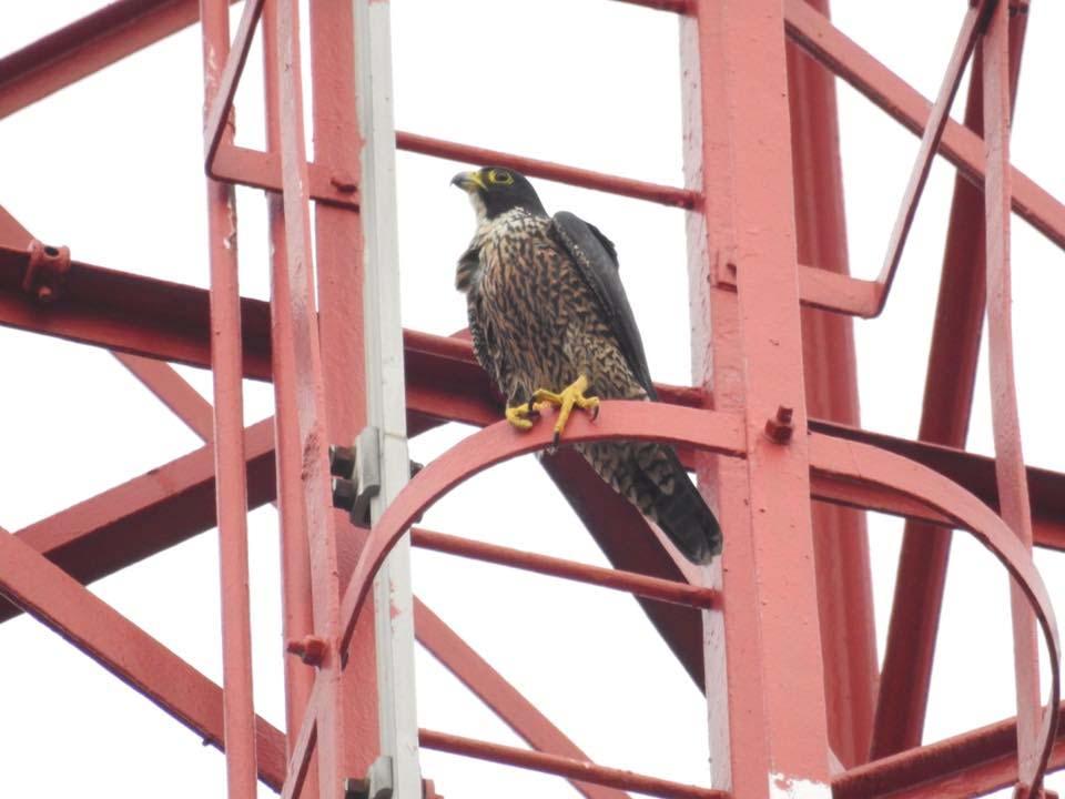 Singapore Raptor Report Early Autumn Migration, July-September 2017 Peregrine Falcon (ernesti subspecies), at Pulau Ubin, 17 August 2017, by Xu Weiting Summary: The Osprey, Oriental Honey Buzzard,