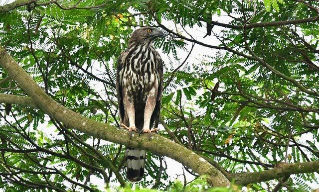 For the resident raptors, highlights included the locally rare Crested Serpent Eagle on 13 July at South Buona Vista Road.