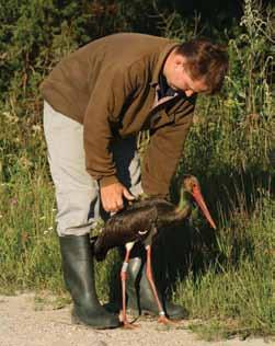 ESTONIAN ORNITHOLOGICAL SOCIETY Monitoring, inventory, research Conducted were nesting grounds inventory, appropriateness of protection procedures, and feeding ground management effectiveness
