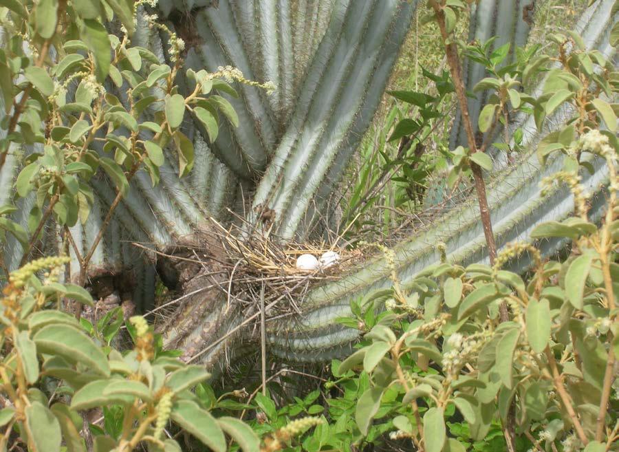 Zenaida Dove s nest snuggled in branches of