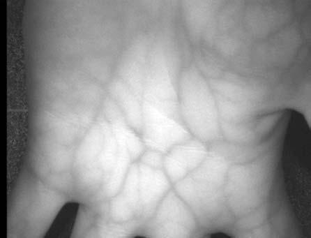 (a) NIR image of palm (b) NIR image of the wrist (c) NIR image of back of the hand (d) NIR image of the back of the hand with hair Figure 4. NIR images of various parts of the hand Table 1.