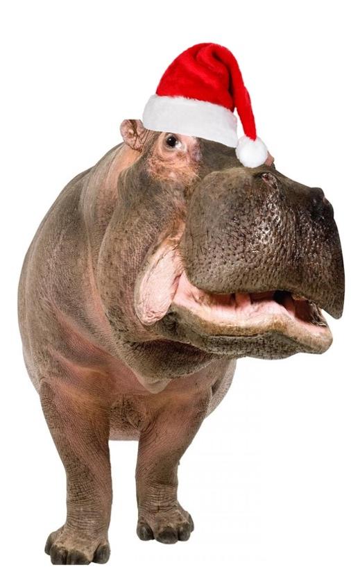 I want a Hippopotamus for Christmas: Gayla Peevey 1953 Arranged jakerodrigues.