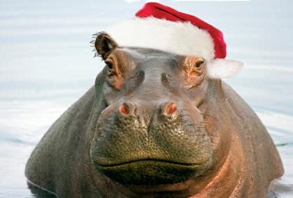 hippopotamus for Christmas Only a hippopotamus will [Am7] do [D7] Don't want a doll, no dinky Tinker Toy [A7] I want a hippopotamus to [D7] play with and enjoy, I [G] want a hippopotamus for