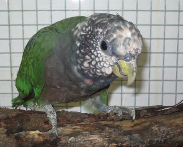 In all cases the specimens concerned are offspring from successful reproduction in a breeding centre in Mexico.