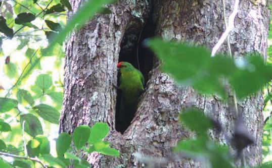However, the recent studies of Horned Parakeets and New Caledonian Parakeets demonstrate a different reproductive strategy.