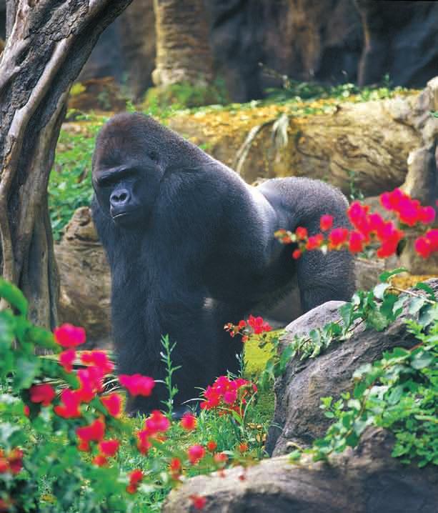 LP/SP NEWS 2009: Year of the Gorilla The Newsletter of Loro Parque Fundación The UNEP Convention on Migratory Species (CMS), the UNEP/UNESCO Great Apes Survival Partnership (GRASP) and the World