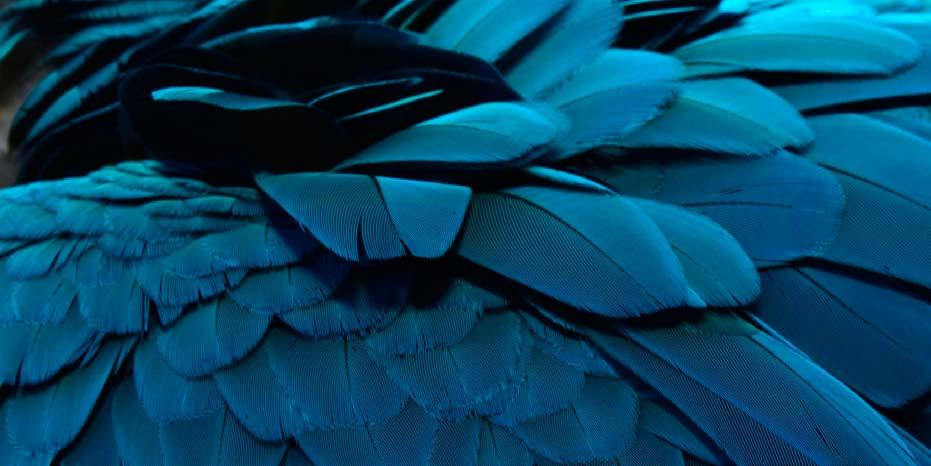 no 957136 Blue feather 2 Canvas print : 140x70 / 180x80 / 180x115