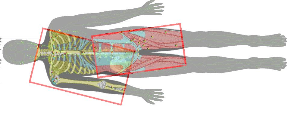 (a) Skeletal lens. (b) Nerve lens added. (c) Skeletal and nerve lens composition. (d) Embodied lenses in action for the anatomy application. Figure 12: Medical scenario for the image layer system.