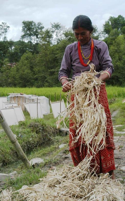 Process of Paper Making Gathering the bark from the high Himalayas. Lokta plant is found in 52 of the 75 districts in Nepal and grows wildly at an altitude of 6500 to 9500 feet.