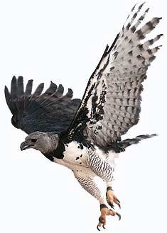 Falcon / birds caught in flight / coastline Black Vulture /