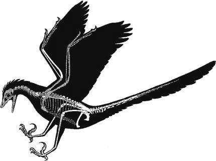 The origins of bird flight is still a little unclear, but paleontologists tell us that