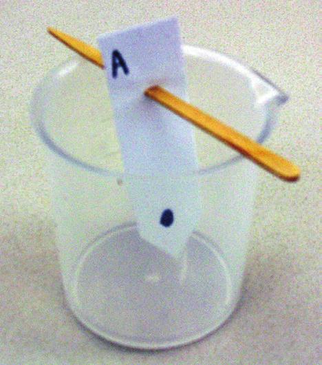 While waiting for the solvent to rise toward the top of the paper, set up your other beakers and test the other markers. 7.