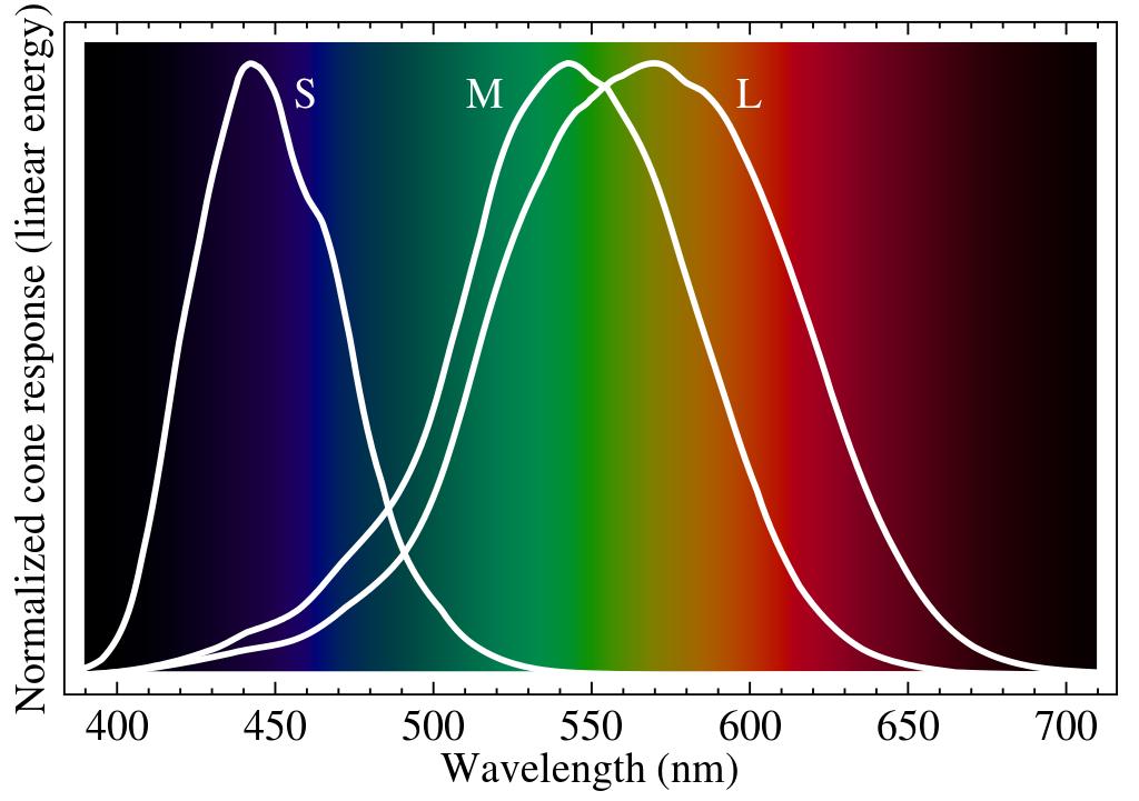 Human Colour Perception Most people have four types of light receptors in the retina Rods, which are just sensitive to brightness Three types of cone, sensitive to short, medium, and long wavelengths