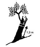Figure 6: Dbh measurement position for a tree with branch enlargement at 1, 3m Inclined trees: diameter measurement is made at 1.3 m.