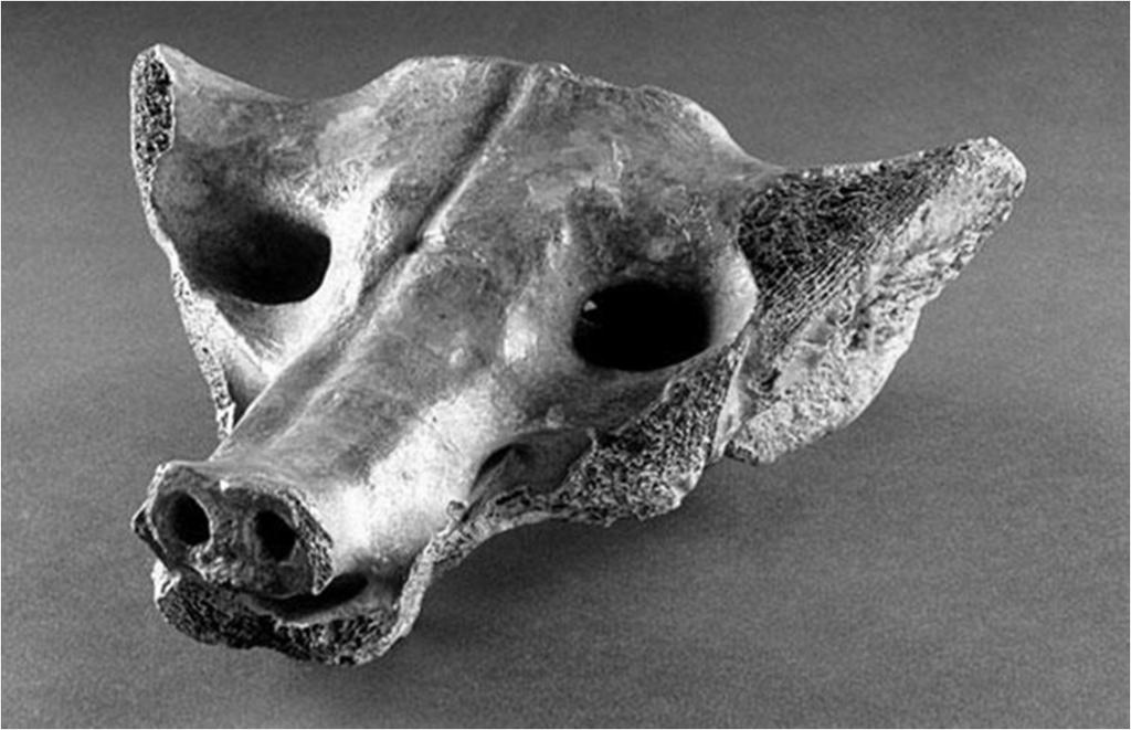 3. Camelid sacrum in the shape of a canine.