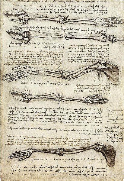 Vinci s study of the arm Leonardo da