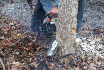 Cut around the entire tree When cutting down a tree a splice cut completely around the tree ensures the splints wont get damaged.