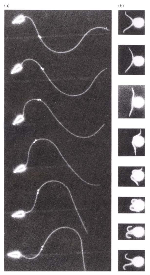 Stroboscopic Darkfield Imaging of Flagella