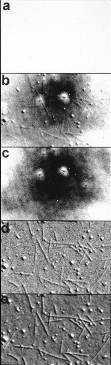Practical Example: VE-DIC of Isolated Microtubules View by eye Analog Contrast Enhancement Live Image De-focus Slightly;