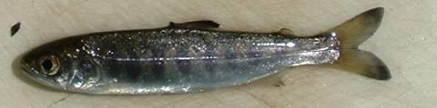 Study Objectives Determine changes in Salmonid Populations Summer Rearing