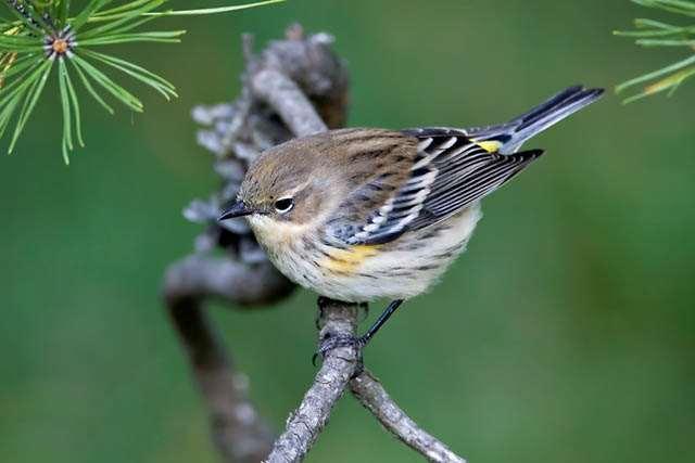 Yellow-rumped Warbler -