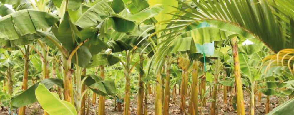 Banana Leaf is fast growing and freely available, meaning that the plants are continually sustained.