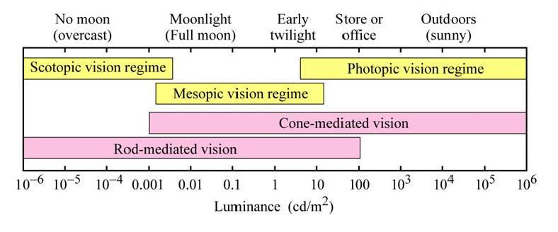 Vision variations Photopic (daily) vision cones and rodes vision; color vision under normal lighting conditions