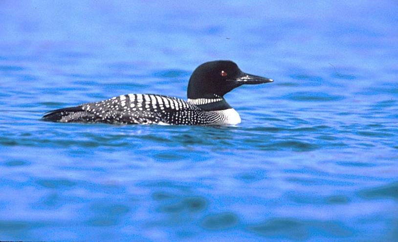 We saw our first loon of the season when moved camp from Knife Lake to Spoon Lake.