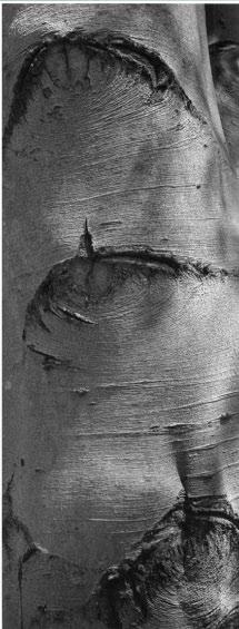 Thaddeus Holownia Walden Revisited Thaddeus Holownia, Tree XIII, from Twenty-Four Tree