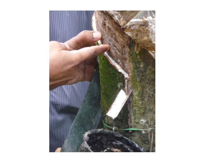 Tapping is the process of cutting the bark of rubber tree within a specified depth and along a specified or predefined path.