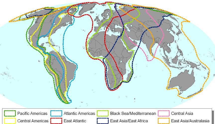 In practical terms it is important that CMS works to one overarching map to illustrate the major flyways, (Map 1), and uses others (such as Map 2) for finer grained analysis of migration patterns.