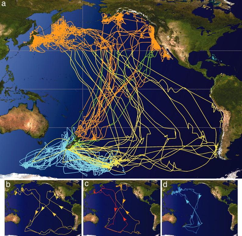 Figure 1 Shearwater migrations originating from breeding colonies in New Zealand.